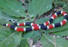 10 loài động vật nhỏ bé nhưng cực kỳ nguy hiểm 10 loài động vật nhỏ bé nhưng cực kỳ nguy hiểm