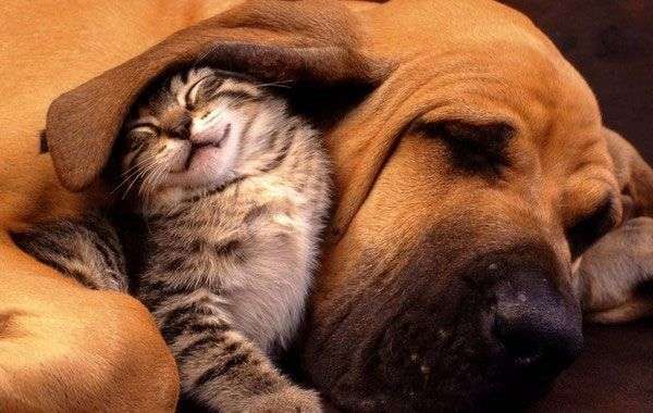 9 sự thật “gây sock” dành riêng cho người yêu mèo