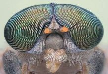 Máy bay không người lái lấy cảm hứng từ mắt kép của côn trùng