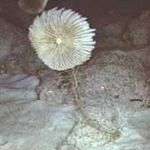 Tìm hiểu về Hoa huệ biển