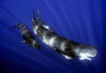 Cá nhà táng nhai mực khổng lồ Cá nhà táng nhai mực khổng lồ