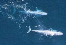 Khám phá mới về ngôn ngữ bí ẩn của cá voi