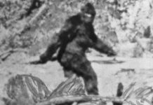 Sự thật về những mẫu xương, lông nghi của người tuyết