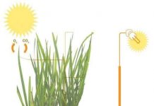 Tổng hợp điện năng từ cây xanh