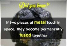 19 sự thật vô cùng thú vị có thể bạn chưa biết