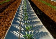 12 cách người Israel thay đổi nền nông nghiệp thế giới (P2)