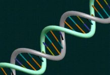 Chế tạo bộ vi xử lý sinh học phức tạp từ các cổng logic sinh học