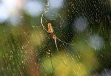 Nhật chế tạo thành công dây đàn violin từ tơ nhện Nhật chế tạo thành công dây đàn violin từ tơ nhện