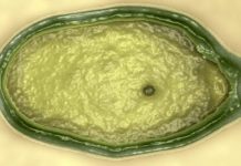 Nghi vấn những căn bệnh có nguồn gốc… ngoài hành tinh