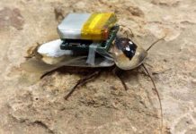 Chế tạo "robot gián" chuyên cứu sinh thảm họa