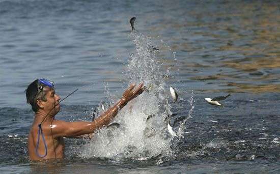 Cá nhuộm đen bờ biển Mexico