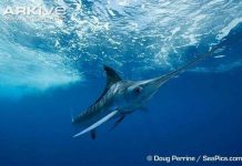 Quái vật ăn thịt mõm kiếm dài, sắc nhọn săn mồi nhanh kỷ lục đại dương