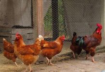 Mừng năm Đinh Dậu, đây là 8 sự thật về loài gà khiến bạn phải ngỡ ngàng