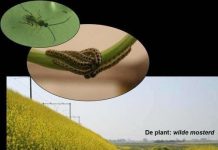 Côn trùng “gọi điện thoại” cho nhau qua lá cây