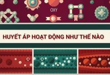 Huyết áp hoạt động như thế nào?
