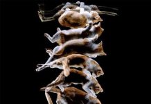 Phát hiện cơ chế giúp "mèo bay xuống đất" như làm xiếc