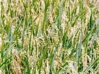 Tạo lúa chuyển gien chứa vắc-xin Tạo lúa chuyển gien chứa vắc-xin