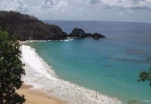 Hòn đảo kỳ lạ do loài cóc mù thống trị