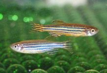 Cá ngựa vằn đổi màu để hút bạn tình