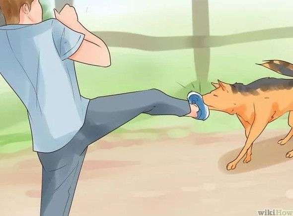Cách phòng tránh và thoát thân khi bị chó dữ tấn công