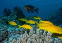 Phát hiện loài cá săn mồi tập thể Phát hiện loài cá săn mồi tập thể