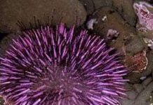 Con người có họ hàng với nhím biển Con người có họ hàng với nhím biển