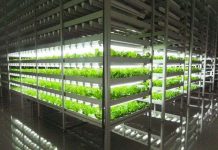 Nhật Bản: Nông trại trong nhà năng suất gấp 100 lần ngoài đồng