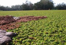 Phát triển lớp phủ chống thấm công nghệ cao dành cho tàu thuyền