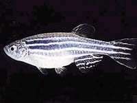 Môi trường thiếu oxy có thể làm thay đổi giới tính loài cá