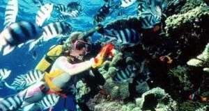 Cá biết dùng khứu giác tìm đường về nhà