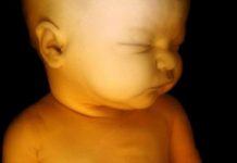 Vòng tuần hoàn “ngủ” của bào thai