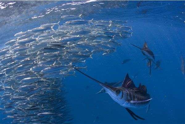 Quái vật ăn thịt mõm kiếm dài, sắc nhọn săn mồi nhanh kỷ lục đại dương