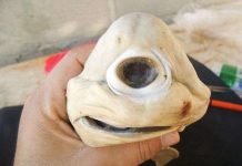 Cá mập bạch tạng, một mắt