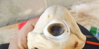 Cá mập bạch tạng, một mắt