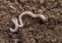 Giun đất có thể sinh trưởng tốt trong đất sao Hỏa