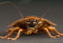 Những động vật có thể sống sót sau chiến tranh hạt nhân