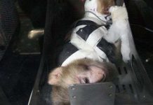 Đưa khỉ, vệ tinh do thám lên vũ trụ Đưa khỉ, vệ tinh do thám lên vũ trụ