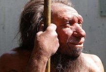 Vì sao tay phải người Neanderthal to gấp đôi tay trái?