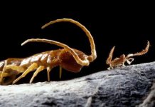 Phát hiện hang động kỳ bí sau 5,5 triệu năm, tìm thấy hàng chục loài sinh vật mới