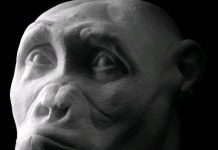 Tái tạo khuôn mặt của người 7 triệu năm trước Tái tạo khuôn mặt của người 7 triệu năm trước