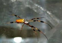 Khám phá bí ẩn tơ nhện