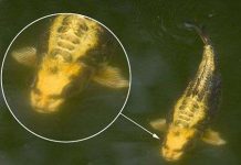 Kinh ngạc với cá chép hình mặt người