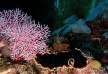 Nhật Bản: Phát hiện khối san hô khổng lồ 300 năm tuổi