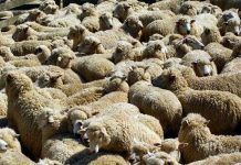 “Đũa thần” phát hiện virus truyền bệnh cho người và vật