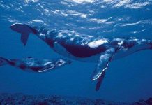 Sự thật về chuyện "Sống 200 tuổi còn đáng sợ hơn cái chết?"