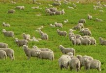 Cải thiện sóng wi-fi bằng cừu