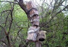 Mục đích ít ai biết của tục thụ táng trên cây