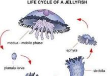 Sứa biển là một tập hợp gene rất phức tạp
