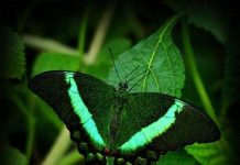 Viễn cảnh áo đổi màu như cánh bướm