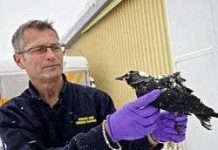 Nạn chim chết bí ẩn lan sang Thụy Điển Nạn chim chết bí ẩn lan sang Thụy Điển